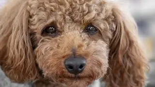Dogs Crying For Their Owners