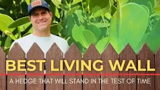 ￼ Watch This Before You Plant Your Hedge/Living Wall ￼