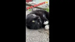 This Cat Will Melt Your Heart With Every Meow 💘 Purring Cat Sounds 🐈&zwj;⬛ #blackcat #Meow #PurringCat