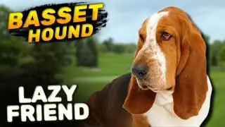 Lazy Companion - Basset Hound | Characteristics