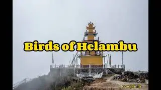 Birds of Helambu #nepal #birdsofhelambu #travel #photography #birdsofnepal