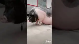 Pig is very  big  🐖🐖