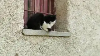 PIEDICAVALLO 2019