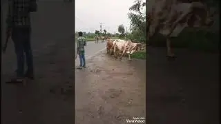 ' King of jasdan ' worlds most popular gir breeder