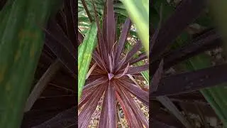 Red Star Cordyline growing under a green form doing well #ytshorts #tropical #garden #plants