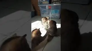 my cute cats