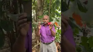 pruning saw Rs 450,550 Melur Maduraidt 9787672239,TN