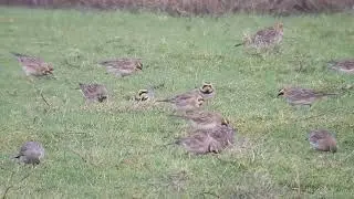 Strandleeuwerik, sneeuwgors en oeverpieper in buitendijkse kwelders Friesland #87