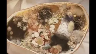 Bio-umetnost kao postupak (BioArt)