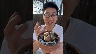 Этот редкий ЖИВОЙ КАМЕНЬ раскалывается и дублируется каждый год! #литопс