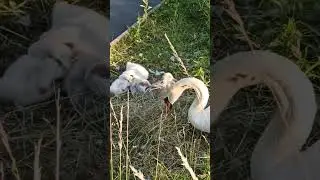 Sunset at the Lake: Swan Family Settles for the Night #youtubeshorts #short #swan #sunset #birds