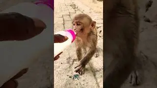 dudu pienge 🍼 cute monkey 00102