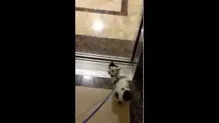 Miracle Cat Requests Ride On The Elevator. Then Gets Annoye