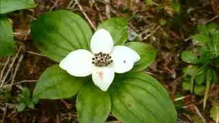 Cornus canadensis