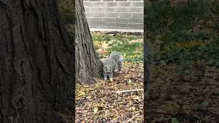 Бурундучок 🐿️ гуси🪿бельчата и кролик 🐇 