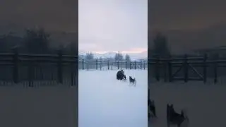 Bear Slips from Snowy Roof as Alabai Dogs Save The Day Fast Rescue #dogs #snow #rescue