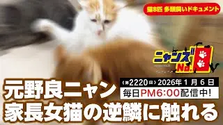 《第2220回》元野良ニャン 家長女猫の逆鱗に触れる