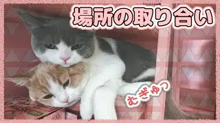 場所の取り合いをしていたらこうなりました