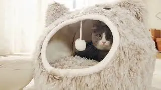 CATISM Cat Beds for Indoor Cats, Plush Self Warming Cat Bed Cave