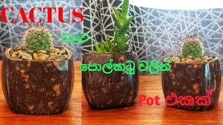 coconut  shell pot for Cactus plant.#coconutshellart #homedecor #5minutecrafts#cactus#diycraft#diy