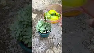 Эти 5 кухонных жидкостей могут преобразить ваши растения! #удобрения #домашниесредства