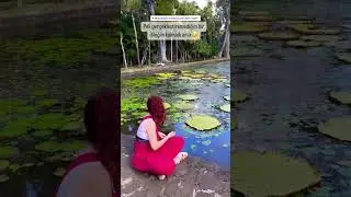 #shortvideo #adventure #tiktok #trendingshorts #mauritius #botanic #botanicalgarden #flowers
