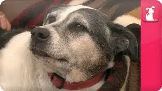Over-protective dog on edge- Pet Sense: Leo and Emma Part 1