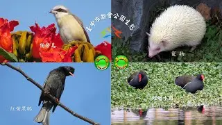 2026.01.03臺中市都會公園生態