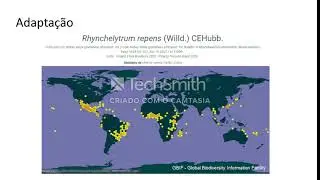 Rhynchelytrum repens- MATOLOGIA