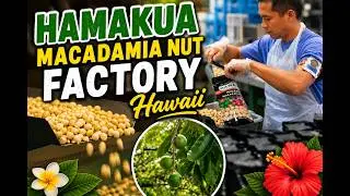 American Travelers visit Hamakua Macadamia Nut Company on the big island of Hawaii.