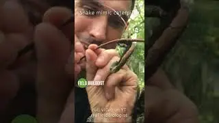 Snake Mimic Caterpillar