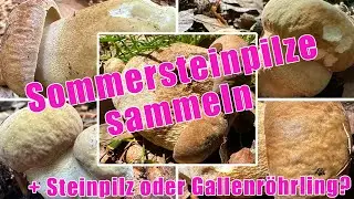 Sommersteinpilze sammeln 2025 | Gallenr&ouml;hrling oder Sommersteinpilz? P&uuml;nktlicher Start & fr&uuml;hes Ende