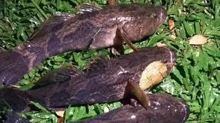 Mancing Ketutu/Sunhok/ikan ubi/Krapu air tawar dengan umpan daging Haruan Teknik seret dasar..