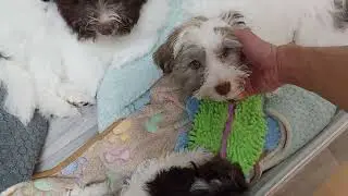 Puppies Potty Trained - Day 99 - Puppies Journey #pottytraining #havanese #puppy #cutedog