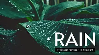 Rain Stock Footage | Rain No Copyright | Nature Rain Cinematic Video | Free Copyright Videos