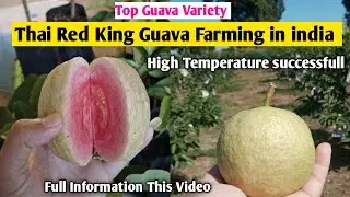 Thai Red King Guava Farming || High Temperature Successfull || Guava Farming in India
