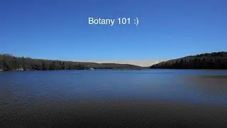 Botany 101 :)