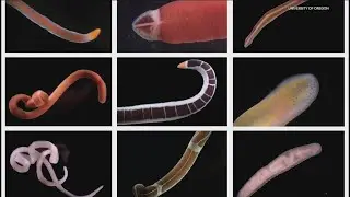 University of Oregon researchers discover new ocean worm species