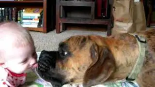 Baby loves Boxer