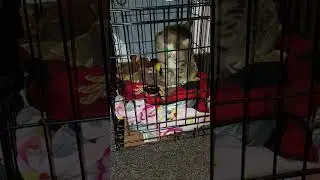 Cute kitty trying to escape kitty jail