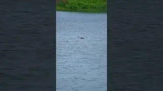 Bird life ,Macro videos, Nature sounds, Original sounds, birds sounds Naresh wildlife.