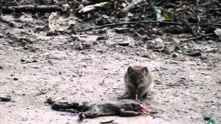 Die Waldmaus