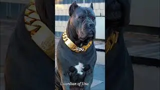 Think Twice Before Getting a Cane Corso!