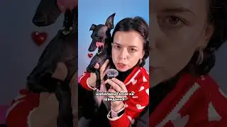 Собираемся на свидание #галнилевлетка #левретка #шабакабабака