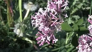Мини-сирень Тинкербелл (карликовый сорт сирени Syringa)