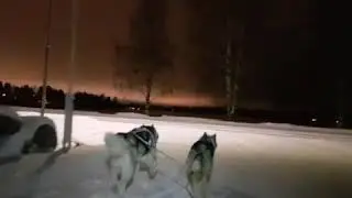 Alaskan Malamutes kick spark