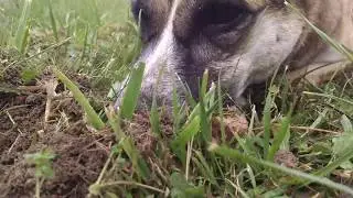 Our dog sniffs a rodent in the garden..