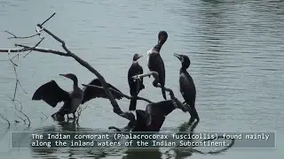 The Indian cormorant Phalacrocorax fuscicollis