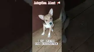 Adoption Alert 📢 #darjeeling.  To adopt, contact: 97357 52487(whatsapp).