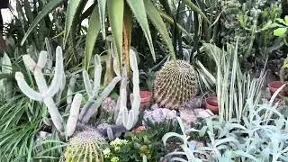 Февральская прогулка по зимнему саду😊🙂. Зимний сад в Феврале!!!